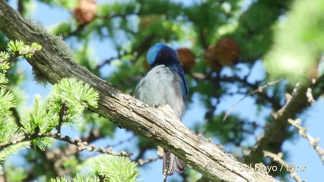 Blue-and-white Flycatcher - ML201526241