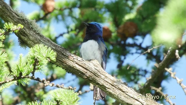 Blue-and-white Flycatcher - ML201526271
