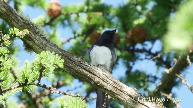 Blue-and-white Flycatcher - ML201526281