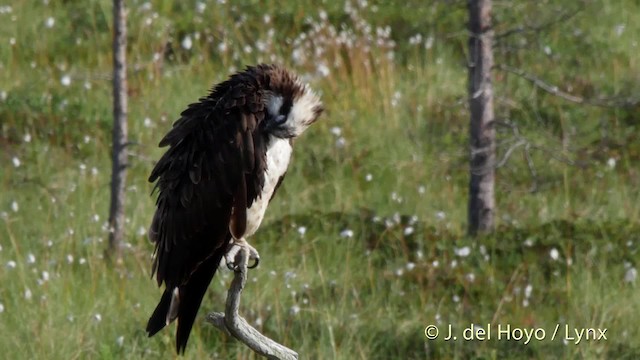 Águila Pescadora (haliaetus) - ML201526421