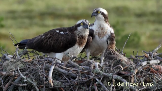 Águila Pescadora (haliaetus) - ML201526451