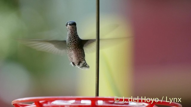 kolibřík bělokrký - ML201526601