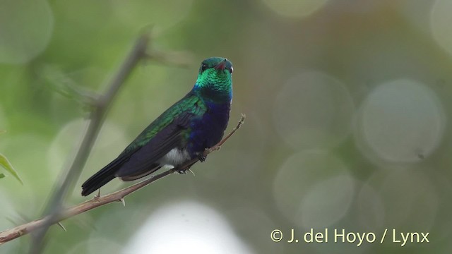 Violet-bellied Hummingbird - ML201526631