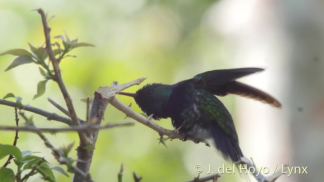 Violet-bellied Hummingbird - ML201526651