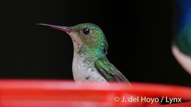 Violet-bellied Hummingbird - ML201526661
