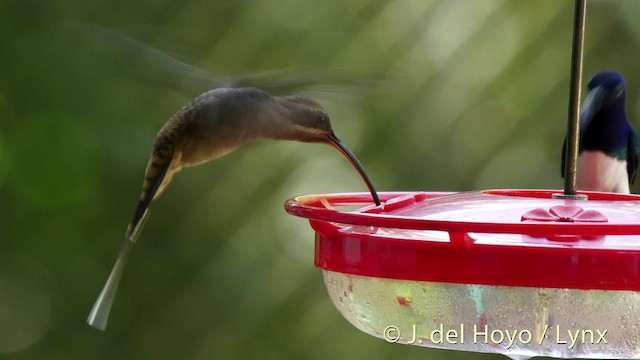 Long-billed Hermit (Central American) - ML201526671
