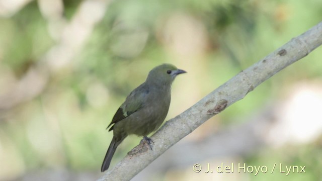 Palm Tanager - ML201526721