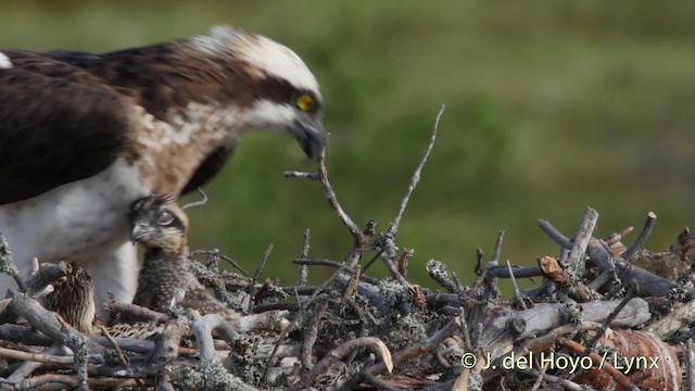 Águila Pescadora (haliaetus) - ML201526751