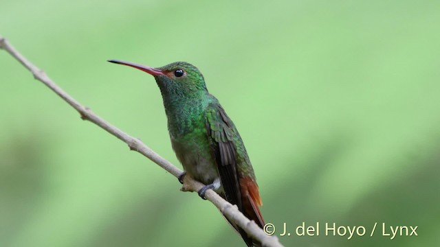 Rufous-tailed Hummingbird (Rufous-tailed) - ML201526811