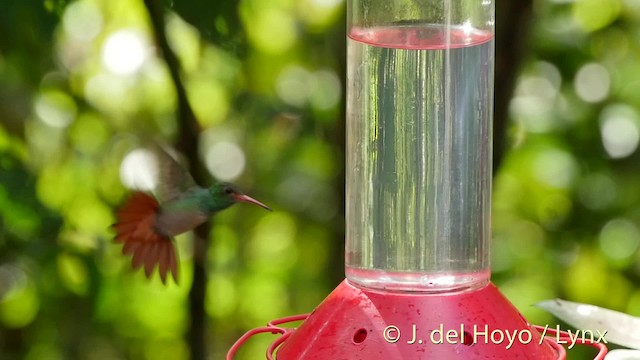 Kızıl Kuyruklu Kolibri [tzacatl grubu] - ML201526821
