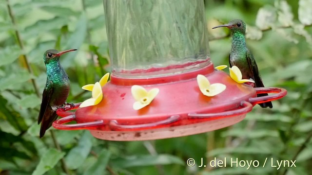 Rufous-tailed Hummingbird (Rufous-tailed) - ML201526831