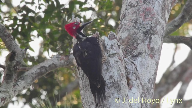 Crimson-crested Woodpecker - ML201526861