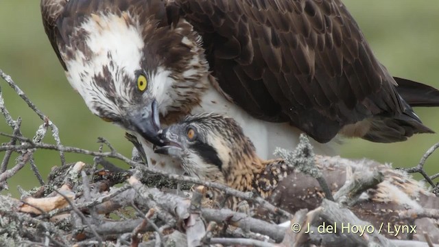 Águila Pescadora (haliaetus) - ML201526901