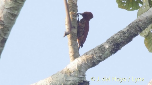 Cinnamon Woodpecker - ML201526941