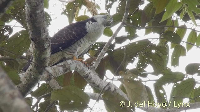  - Hook-billed Kite (Hook-billed)