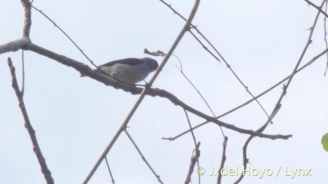 Plain-colored Tanager - ML201527221