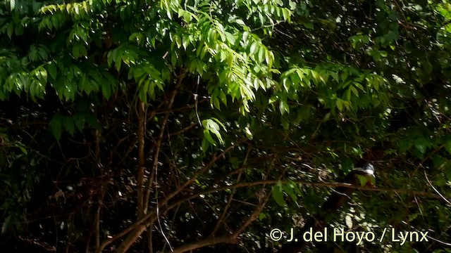 Красногрудый зимородок (torquata/stictipennis) - ML201527291