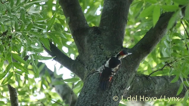 Syrian Woodpecker - ML201527431