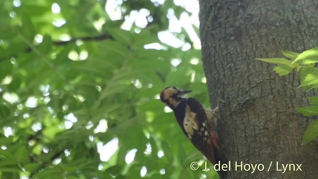 Syrian Woodpecker - ML201527441