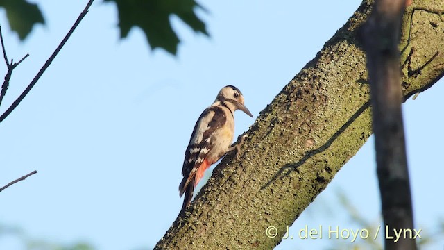 Syrian Woodpecker - ML201527461