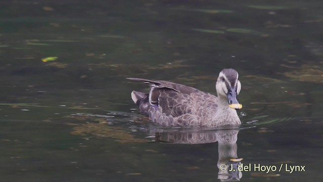 Eastern Spot-billed Duck - ML201528121