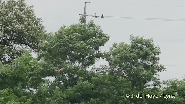 Black Kite (Black-eared) - ML201528231