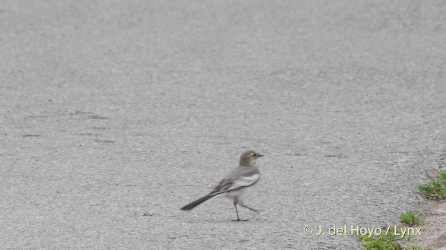 White Wagtail (Black-backed) - ML201528241