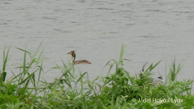 Great Crested Grebe - ML201528291