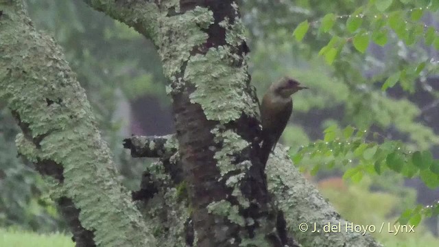 Japanese Woodpecker - ML201528481