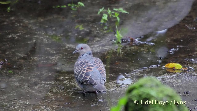 Oriental Turtle-Dove - ML201528511