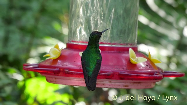 Violet-capped Hummingbird - ML201528781