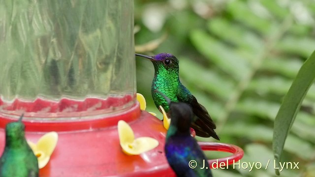 Violet-capped Hummingbird - ML201528791