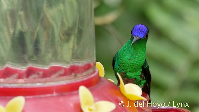 Violet-capped Hummingbird - ML201528801