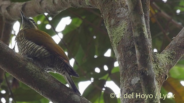 Stripe-cheeked Woodpecker - ML201528891