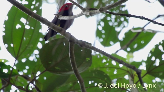 Red-capped Manakin - ML201528901