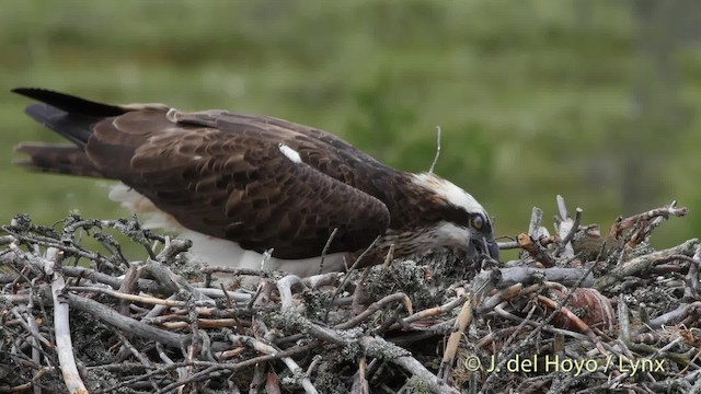 Águila Pescadora (haliaetus) - ML201528961