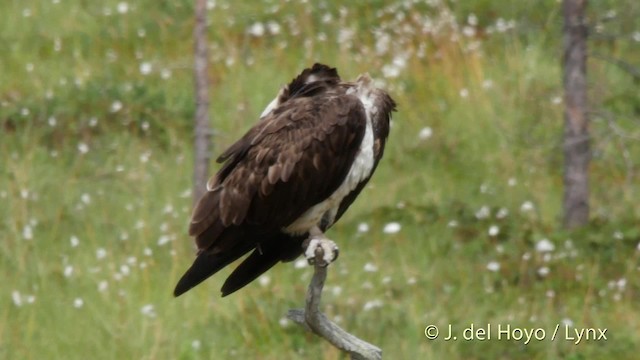 Águila Pescadora (haliaetus) - ML201528971
