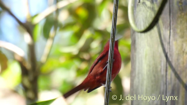 Hepatic Tanager (Highland) - ML201528991