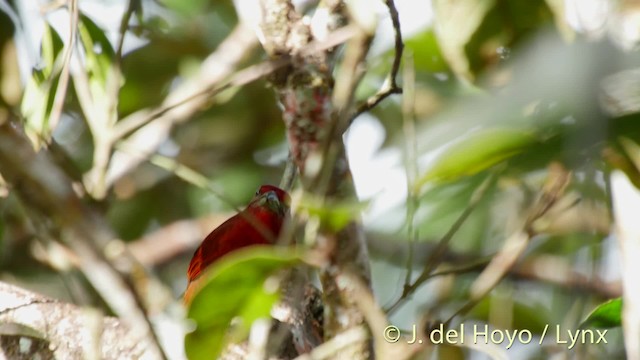 Hepatic Tanager (Highland) - ML201529001