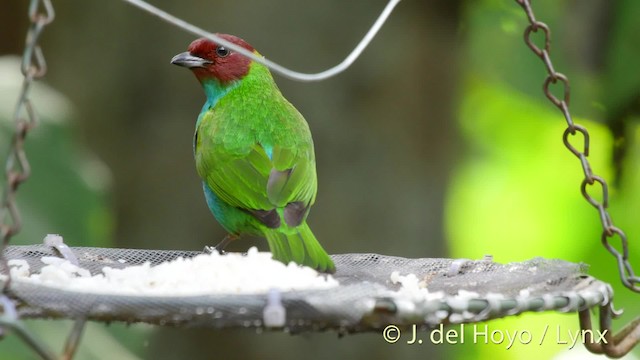 Bay-headed Tanager (Bay-and-blue) - ML201529011