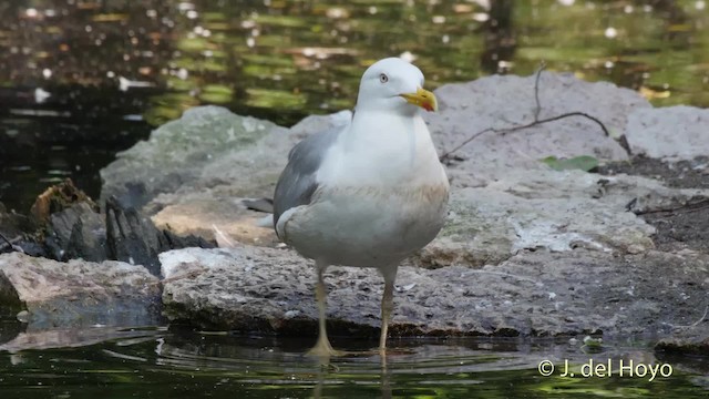 Herring Gull (European) - ML201529131
