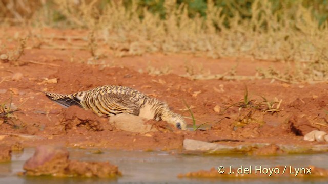 Pin-tailed Sandgrouse (Iberian) - ML201529361