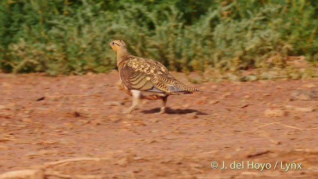 Pin-tailed Sandgrouse (Iberian) - ML201529371