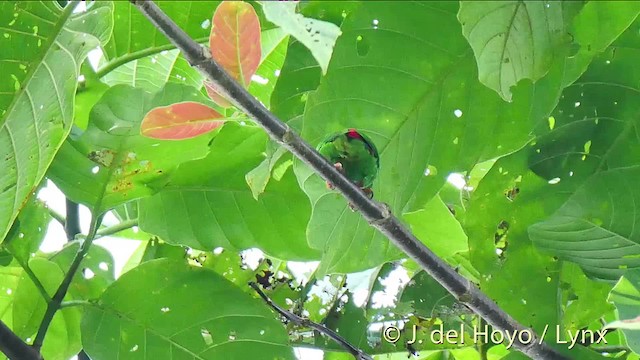 Sula Hanging-Parrot - ML201529411