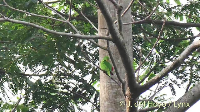 Sula Hanging-Parrot - ML201529421