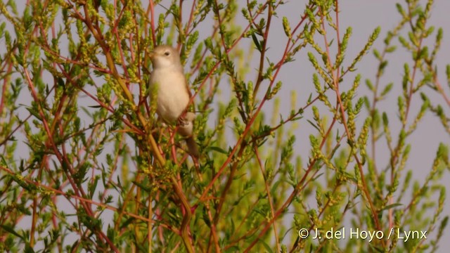 Spectacled Warbler - ML201529431