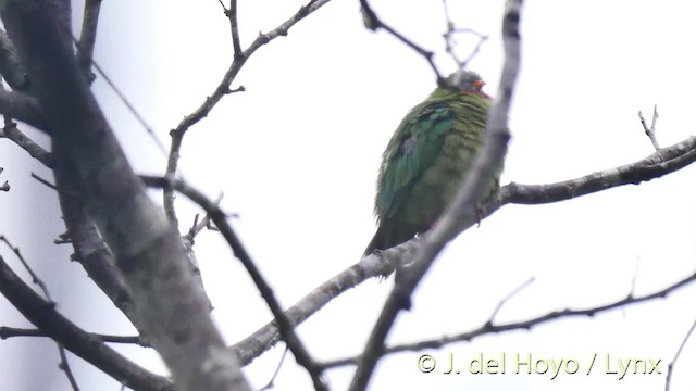 Claret-breasted Fruit-Dove - ML201529501
