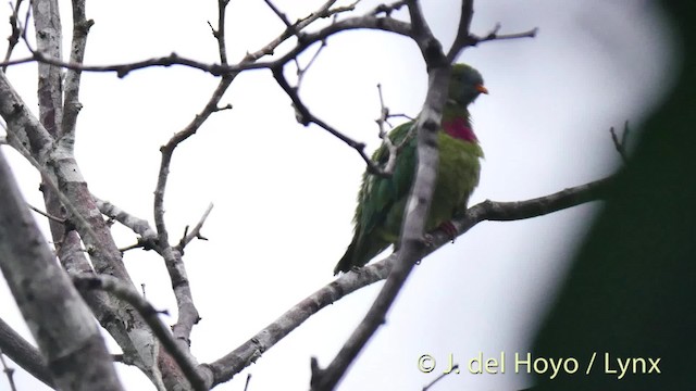 Claret-breasted Fruit-Dove - ML201529541