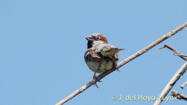 House Sparrow - ML201529691