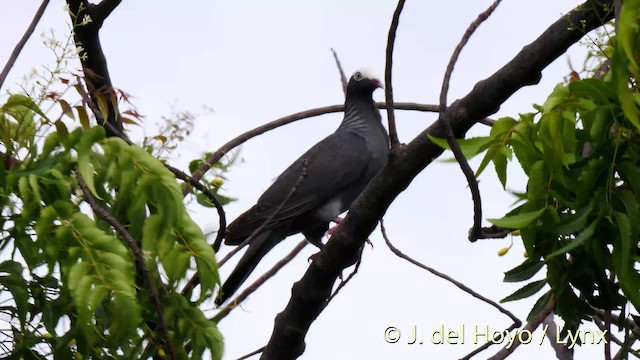 White-crowned Pigeon - ML201529781